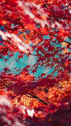Pretty Fall Wallpaper Iphone by Beautiful Maple Leaves Iphone Wallpapers Tap To See Pretty Fall Wallpaper Iphone