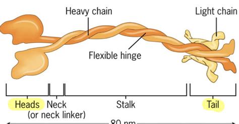 Cytoskeleton intro and microtubules BIO331 Flashcards | Quizlet