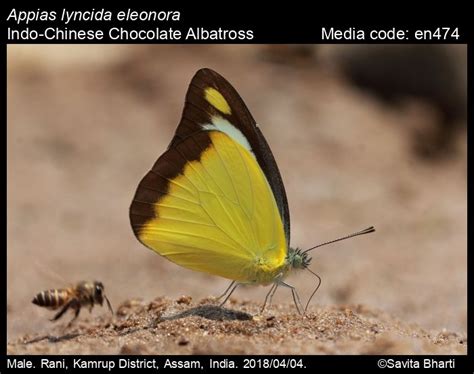 Appias lyncida | Butterfly