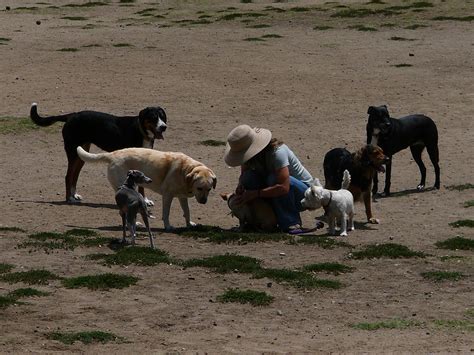 Laurel Canyon Dog Park Means Paradise for Dog Walkers | Studio City, CA ...