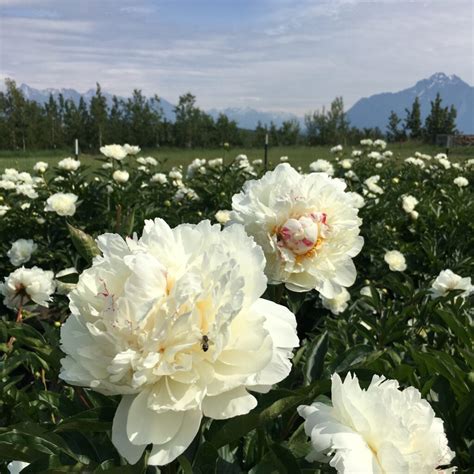 Peony Seasonality and Extended Bloom Time – Alaska Peony Cooperative