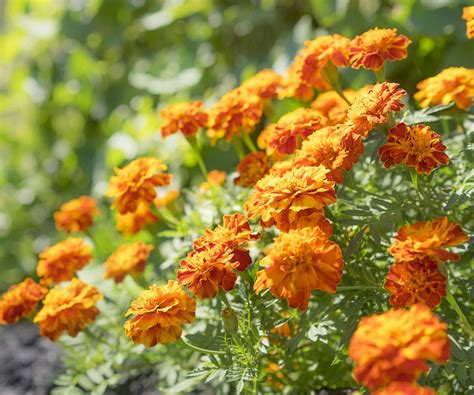 What eats marigolds? How to use these trap plants | Homes and Gardens