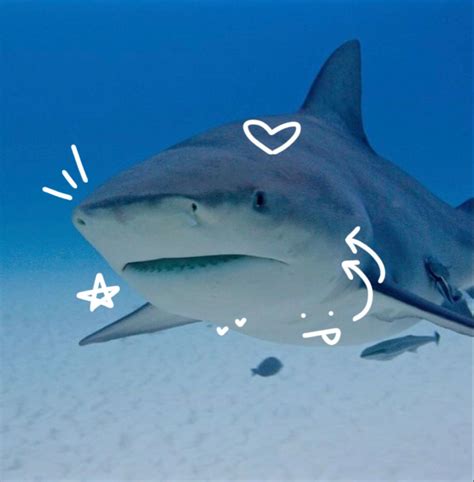 Shark Pictures, Ocean Pictures, Pretty Pictures, Funny Animals, Cute ...