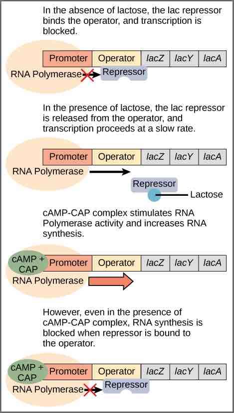 Image result for Positive and Negative Control Gene Regulation