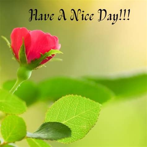 Good Morning Have a Nice Day Images with Flowers: A Fresh Start to Your Day