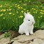 Image result for Cute White Baby Rabbits On a Pink Stand