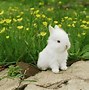 Image result for White Rabbit Cartoon Images