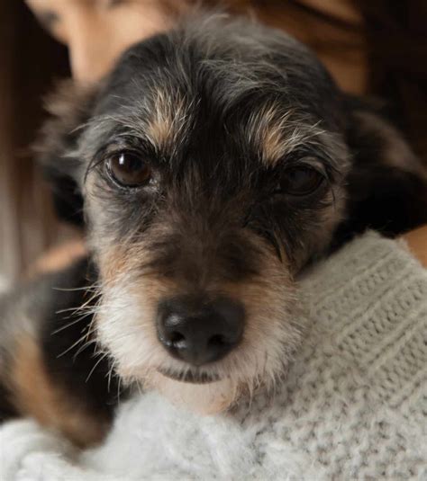 Can Dogs Cry? What Do Their Tears Mean? - A-Z Animals