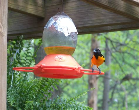 Hummingbird & Oriole Bird Feeders at George Redden blog