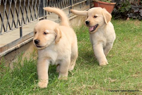 Golden Retriever Dog Photos | DogSpot