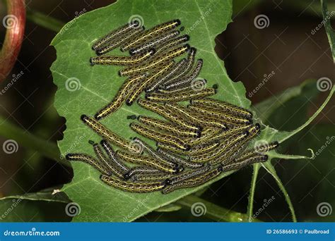 The Group Of Caterpillars On Green Tree Leaf. Caterpillar Babies Colony ...