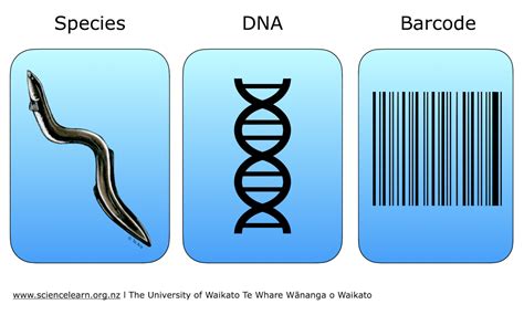 DNA Barcoding Library 的图像结果