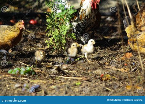 Domestic Poultry Farm. Young Hens and Chickens in the Fields. Domestic ...