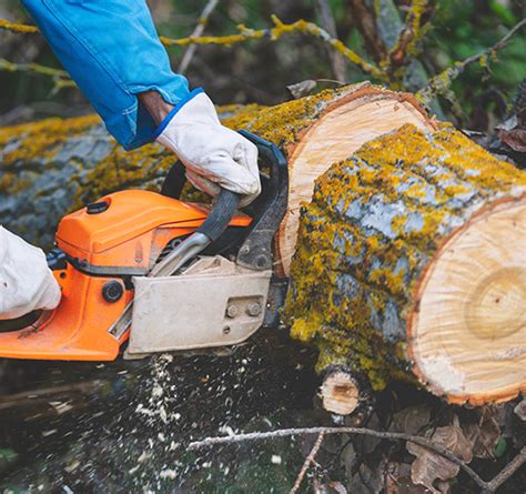 Local Tree Removal Companies 的图像结果