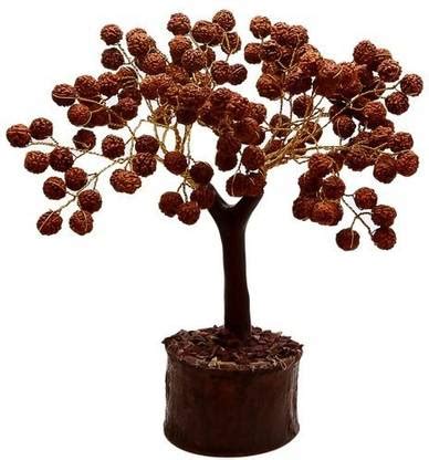 LYRS Elaeocarpus Ganitrus (Rudraksha Seed) Tree Seed 10 SEED Seed Price ...
