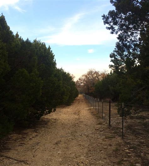 Image result for Juniper Tree Pollen Exploding