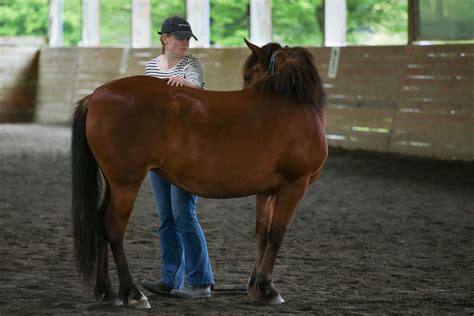 Miniature Horse With Down Syndrome at Minnie Butler blog