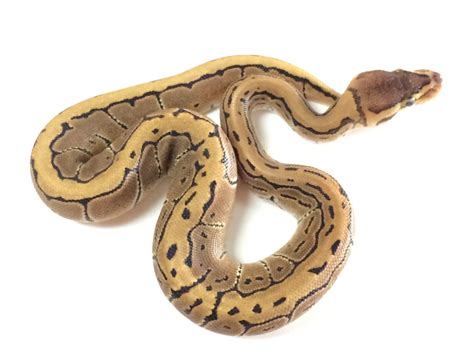 Image result for Pin Strip Ghost Ball Python