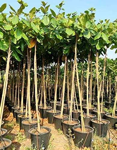 SRI SAI FORESTRY Terminalia Catappa Jangli Badam Indian Almond Tree ...