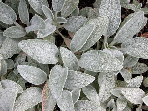 16 Silver-Foliage Plants to Brighten Your Landscape