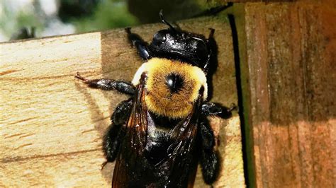 How to Get Rid of Wood Bees or Carpenter Bees - Green Giant Home ...