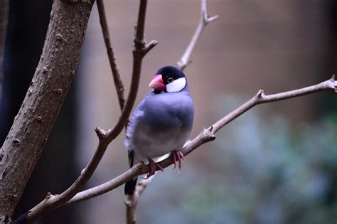 Image result for Java Sparrow Bird