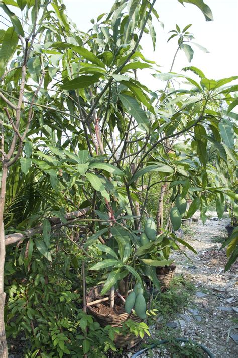 Image result for Mango Pruning Guide