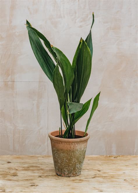 Aspidistra elatior | Burford Garden Co.