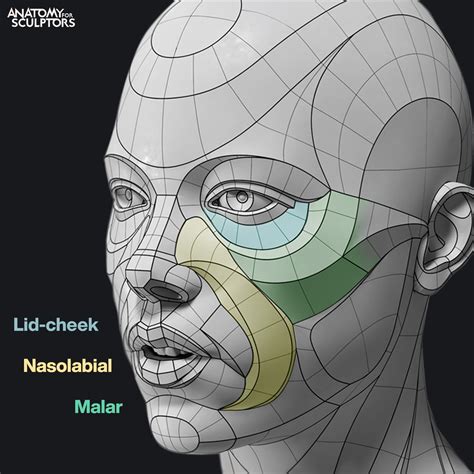 Anatomy For Sculptors - Female mid-cheek