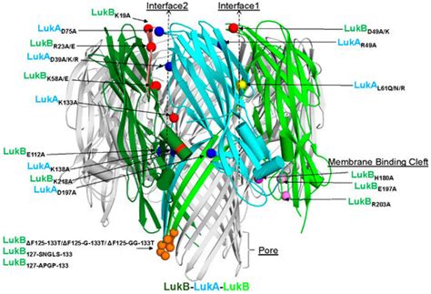 Rational Design of Toxoid Vaccine Candidates for Staphylococcus aureus ...