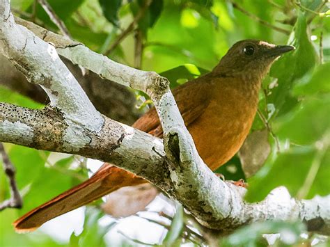Red-tailed Ant-Thrush - eBird