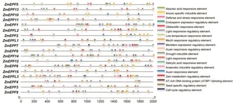 Investigation on the Potential Functions of ZmEPF/EPFL Family Members ...