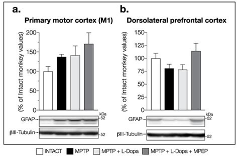 Prevention of L-Dopa-Induced Dyskinesias by MPEP Blockade of ...