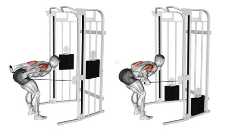 Tricep Cable Pull Back at Brooke Fitzroy blog