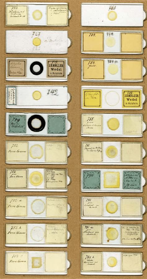 Microscope Example Slide 的图像结果