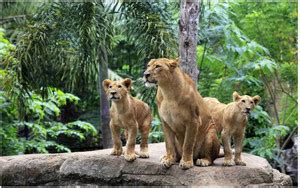 Lion Big Size Flex Poster For Room MD-4174 Photographic Paper ...