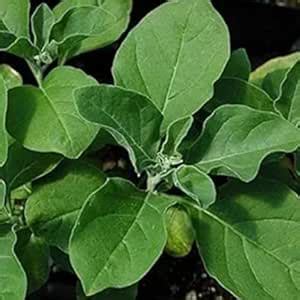 Live Ashwagandha Plant | Ayurvedic Medicinal Herb | Indoor Outdoor ...