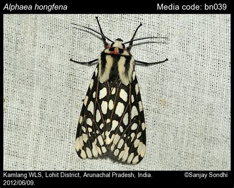 Alphaea hongfena Fang, 1983 - | Moths