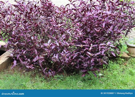 Purple Leaf Plant Graptophyllum Pictum Stock Image - Image of shrub ...