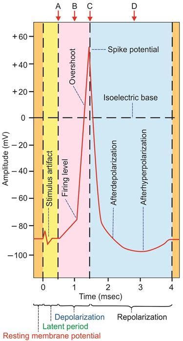 Image result for Skeletal Muscle Action Potential Graph