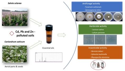 In Vitro Potential of Clary Sage and Coriander Essential Oils as Crop ...
