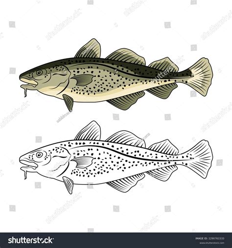 Image result for Cod Luredrawing