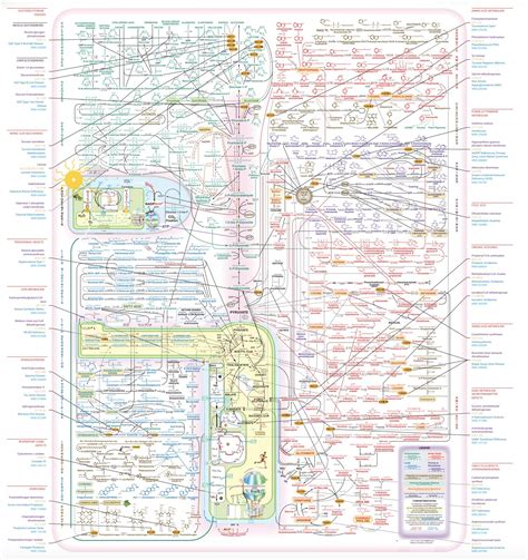 Biochemistry Process Map 的图像结果