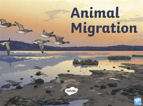 What are behavioural adaptations? - Twinkl