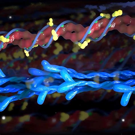 Image result for BioFlix Animation Muscle Structure