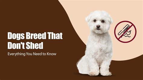 Dog Breeds That Don’t Shed | Zigly