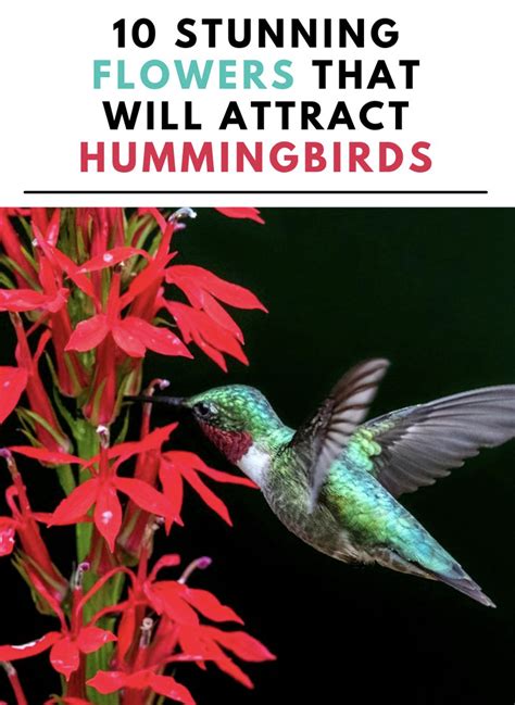 Colorful Flowers Hummingbirds Like | Flowers that attract hummingbirds ...