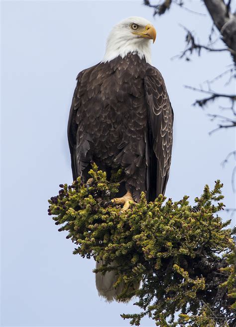 Bald Eagle 4 | MowryJournal.com