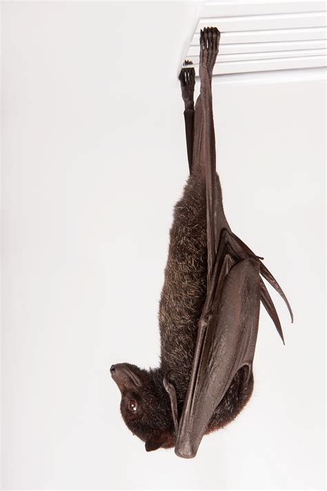 How Do Bats Hang Upside Down And Not Die at Charles Bolden blog