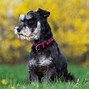 Image result for What Is the Best Teacup Dog Breed